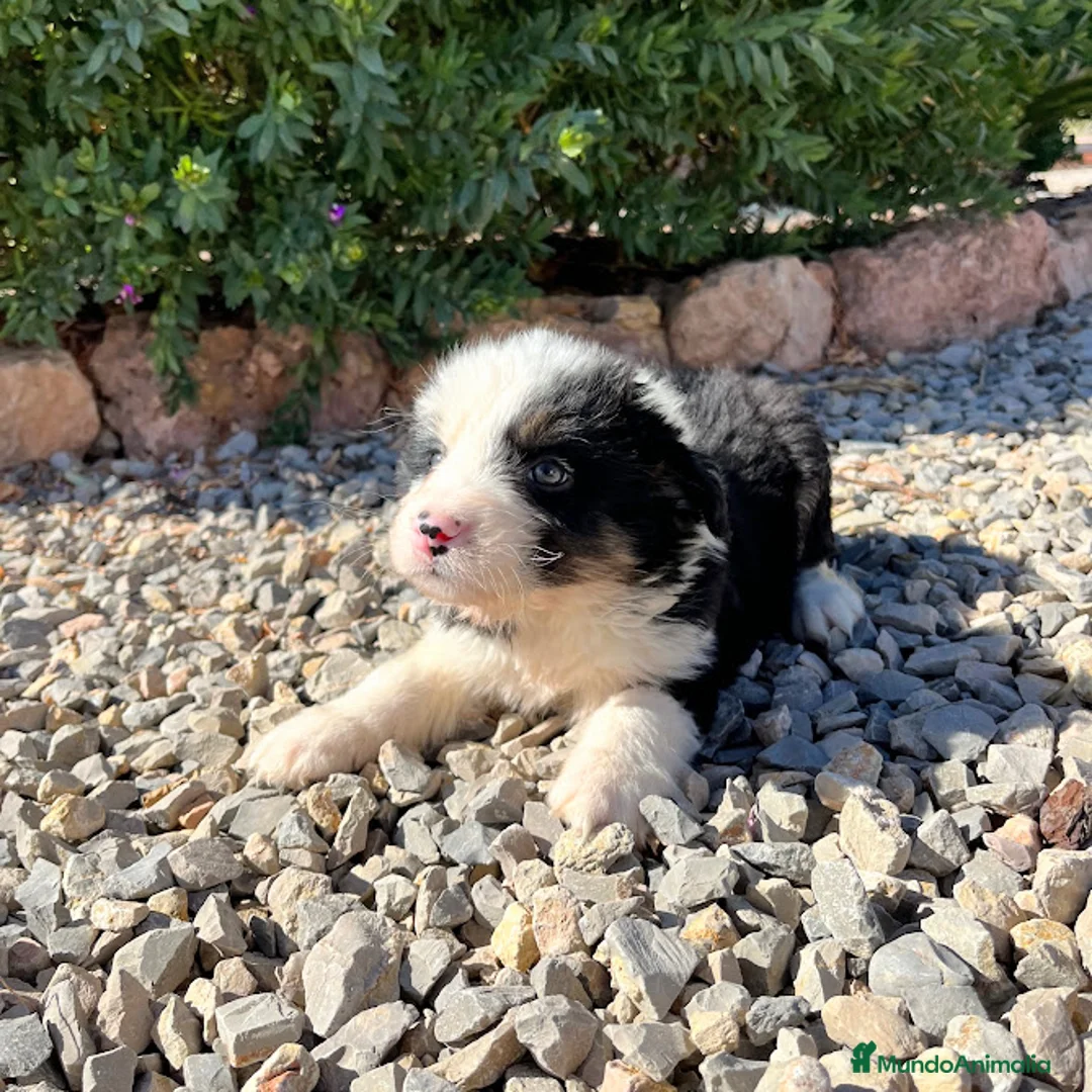 Border Collie perros en venta: BORDER COLLIE - Anuncio 2