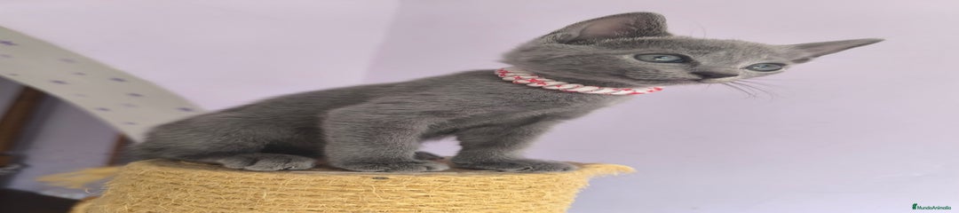 Azul Ruso Gatito 1
