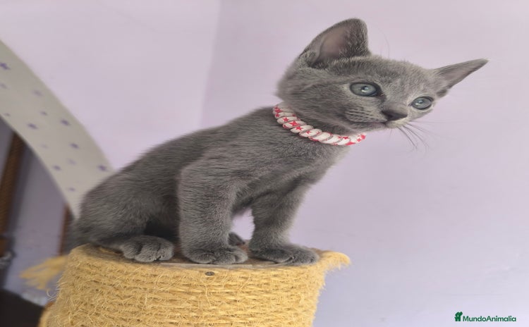Azul Ruso gatos - Anuncio 1