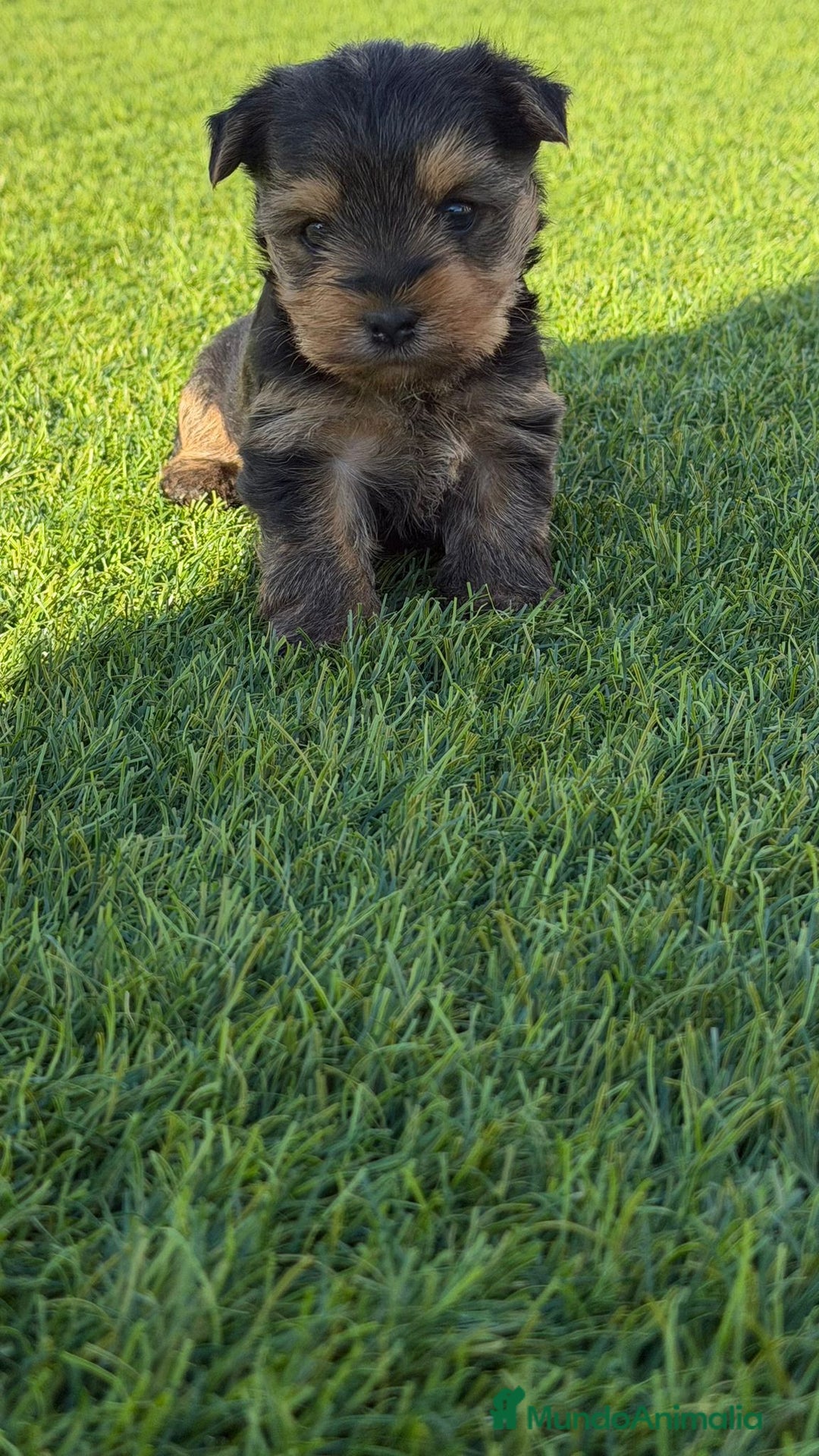 Yorkshire Terrier perros en venta: Yorkshire terrier Toy super pequeños  - Anuncio 1