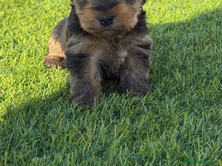 Yorkshire Terrier perros Yorkshire terrier Toy super pequeños - Anuncio 1