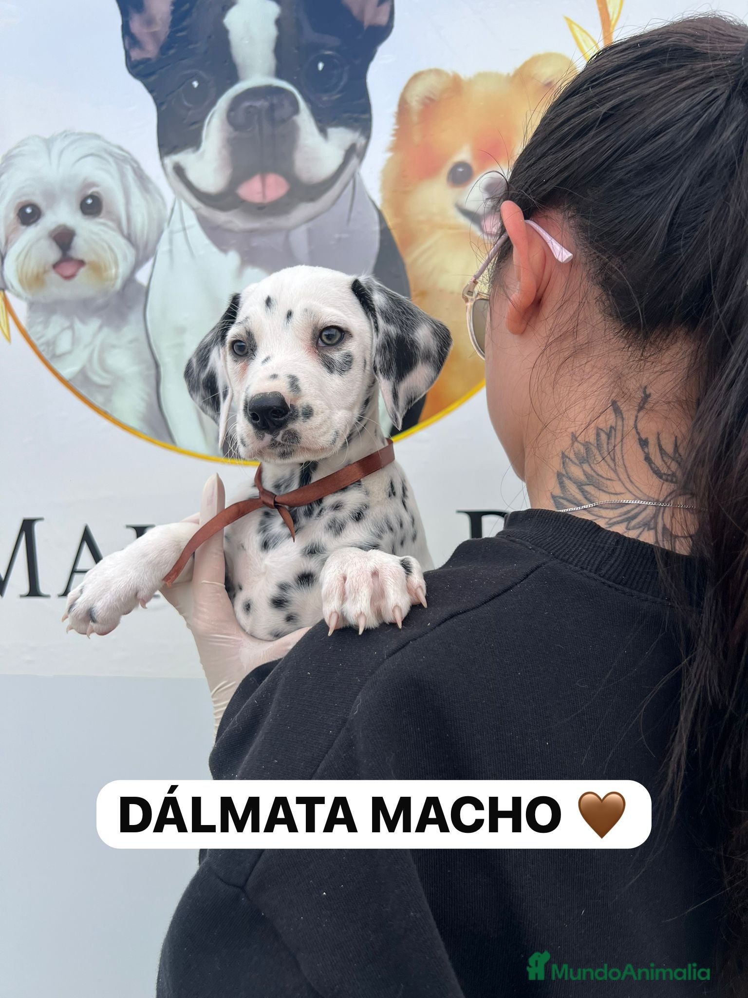 Dálmata perros CAMADA DE DALMATAS DE ENSUEÑOS - Anuncio 1