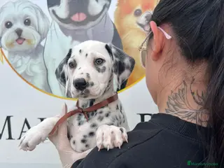 Dálmata perros CAMADA DE DALMATAS DE ENSUEÑOS - Anuncio 1