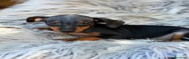 Pinscher Miniatura 1