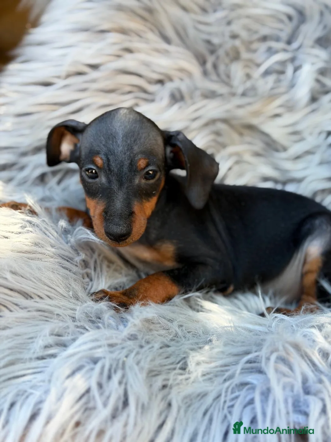Pinscher Miniatura perros en venta: Mini pinscher macho🐾💙 - Anuncio 2