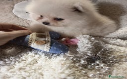 Pomerania perros en venta: Pomerania ositos mini 🩷 - Imagen 5