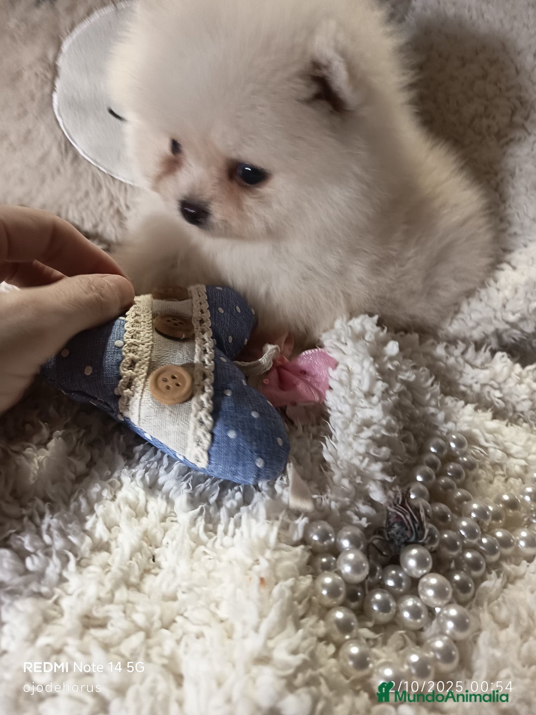 Pomerania perros en venta: Pomerania ositos mini 🩷 - Imagen 5