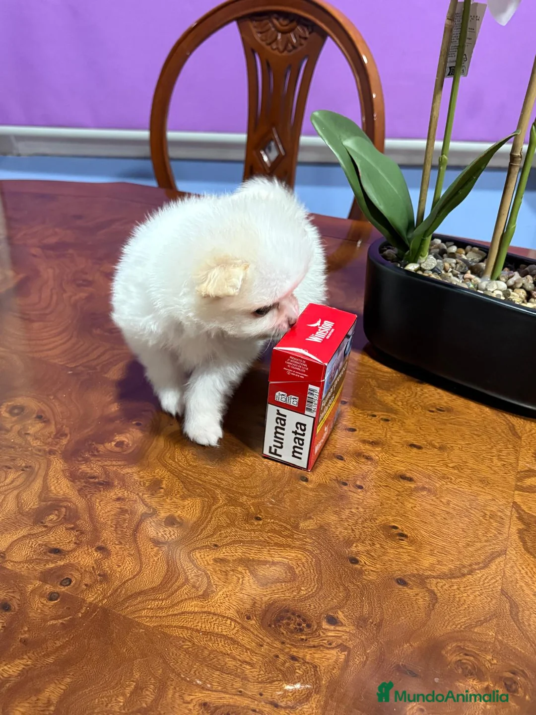 Pomerania perros en venta: Lulu de Pomerania mini toy hembra blanca naranja - Anuncio 24