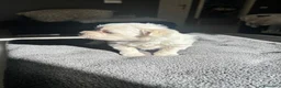 Bichón Maltés perros en venta: precioso bichon maltes - Anuncio 4