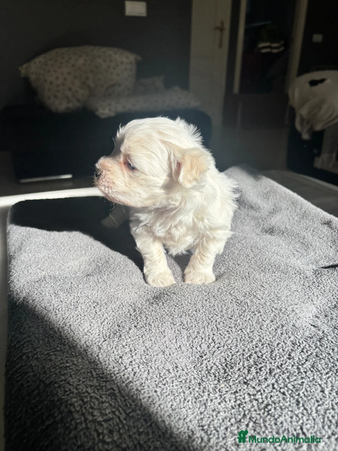 Bichón Maltés perros en venta: precioso bichon maltes - Anuncio 4