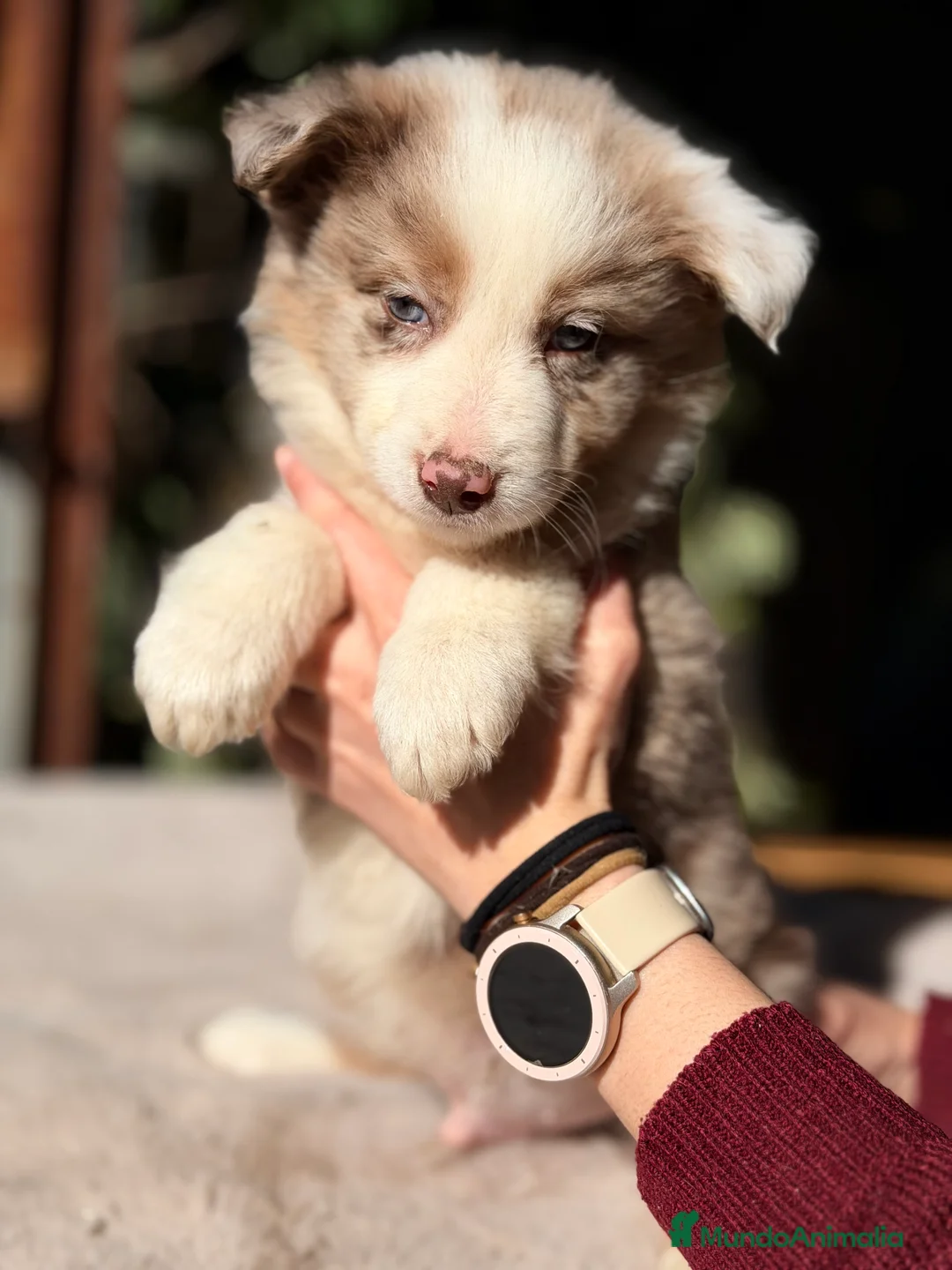 Border Collie perros en venta: Border collie red Merle - Anuncio 3