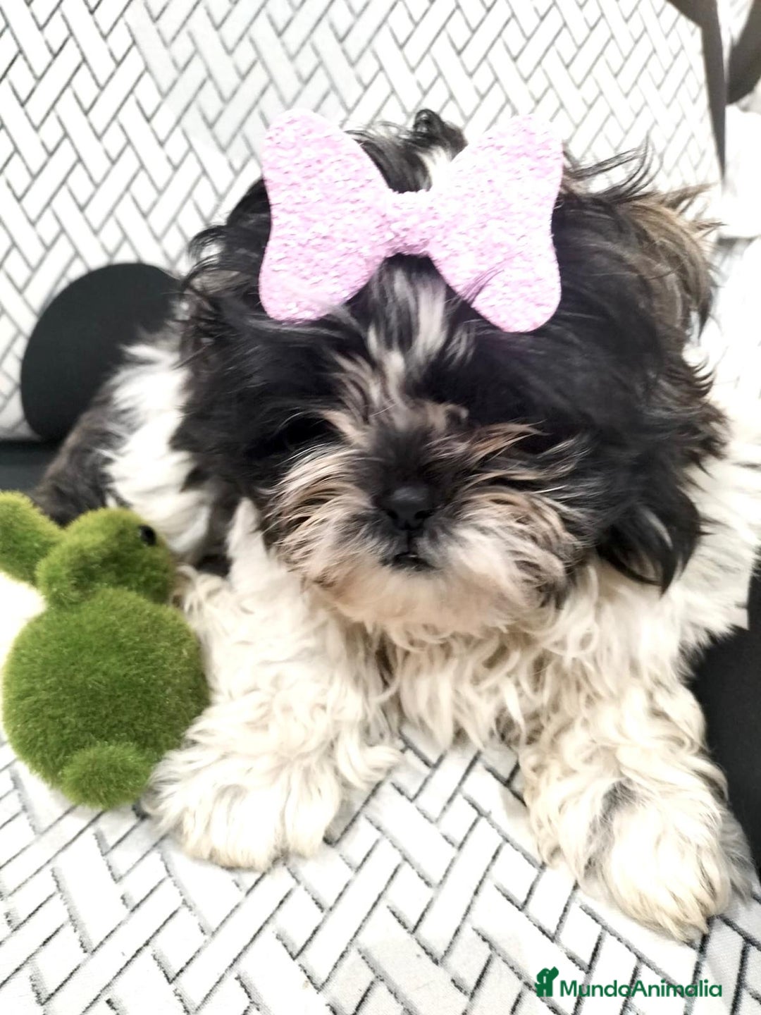 Shih Tzu perros en venta: Shih tzu macho y hembra disponible!! - Anuncio 1