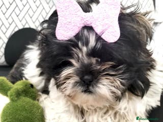 Shih Tzu perros Shih tzu macho y hembra disponible!! - Anuncio 1