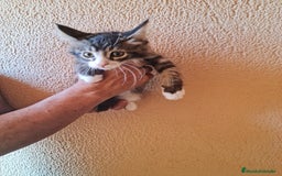 Maine Coon gatos en venta: Maine coom - Imagen 3