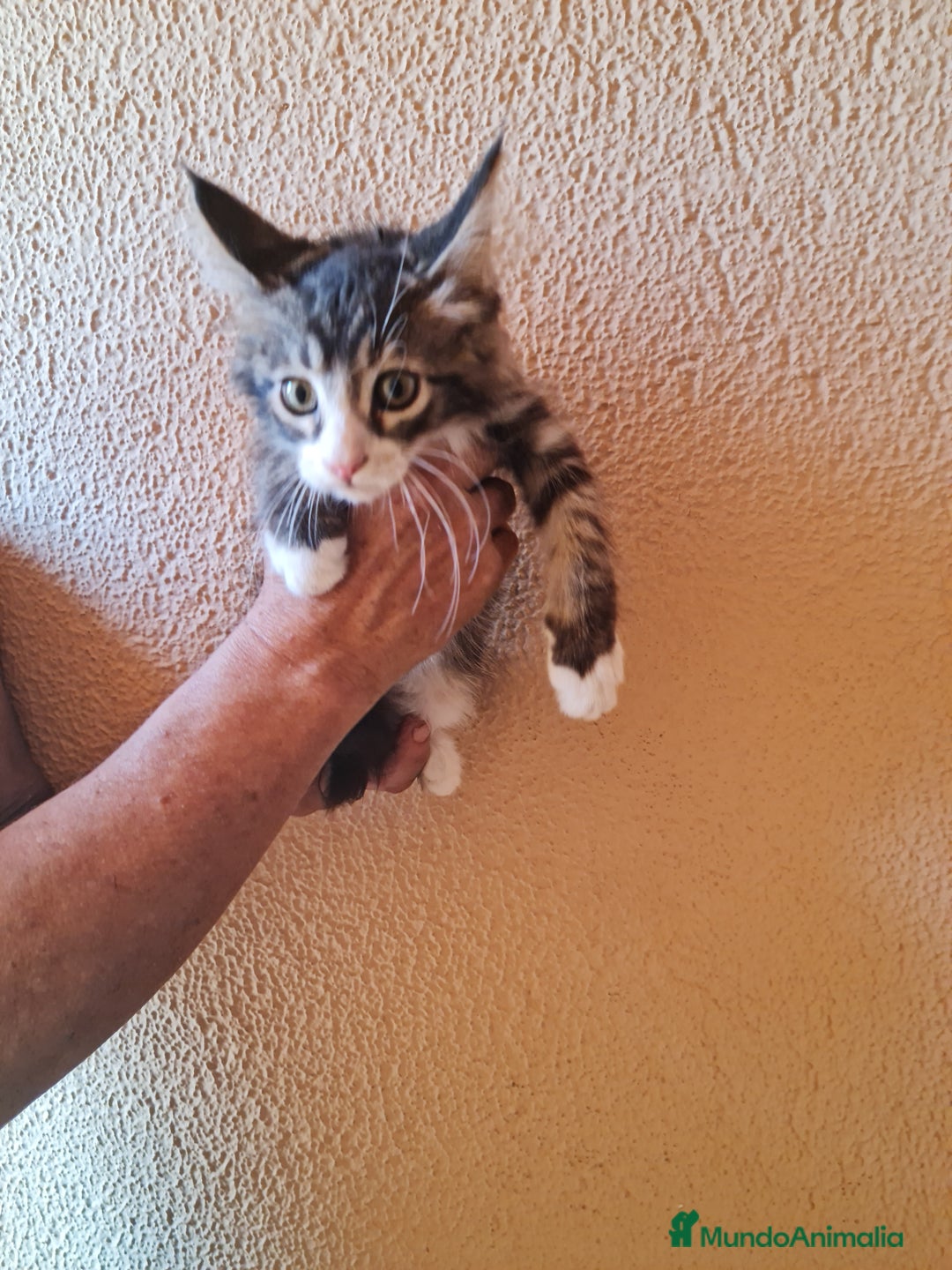 Maine Coon gatos en venta: Maine coom - Imagen 3