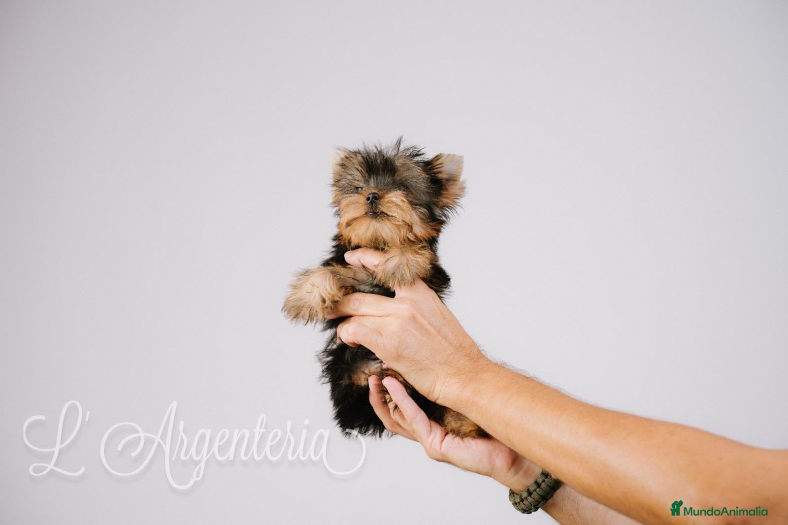Yorkshire Terrier perros Camada Yorkshire Terrier  - Anuncio 3