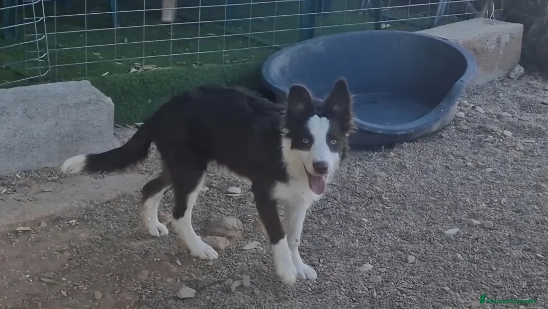 Border Collie perros en venta: Hembra de border collie chocolate ojos verdes - Anuncio 1