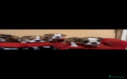 Bulldog Inglés perros en venta: Bulldog ingles  - Imagen 3