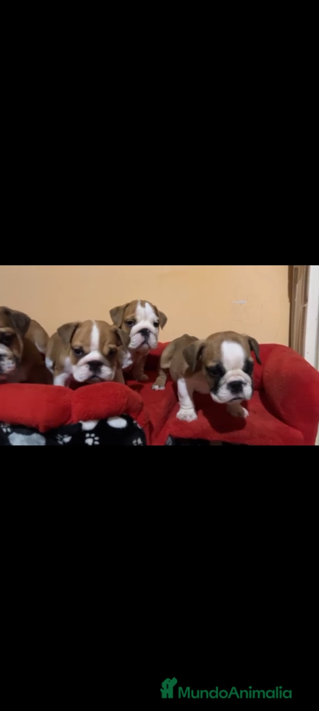 Bulldog Inglés perros en venta: Bulldog ingles  - Imagen 3