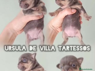 Chihuahua perros Chihuahuas VIlla tartessos - Anuncio 41