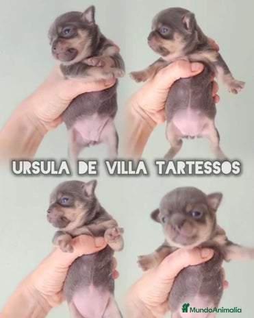 Chihuahua perros Chihuahuas VIlla tartessos - Anuncio 19