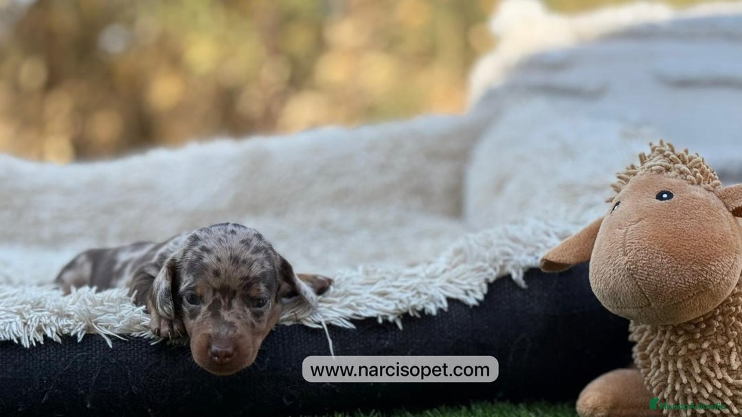 Teckel Miniatura perros en venta: TECKEL ARLEQUIN CHOCOLATE  - Imagen 1