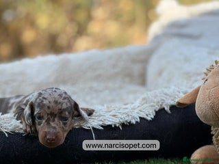 Teckel Miniatura perros - Anuncio 34