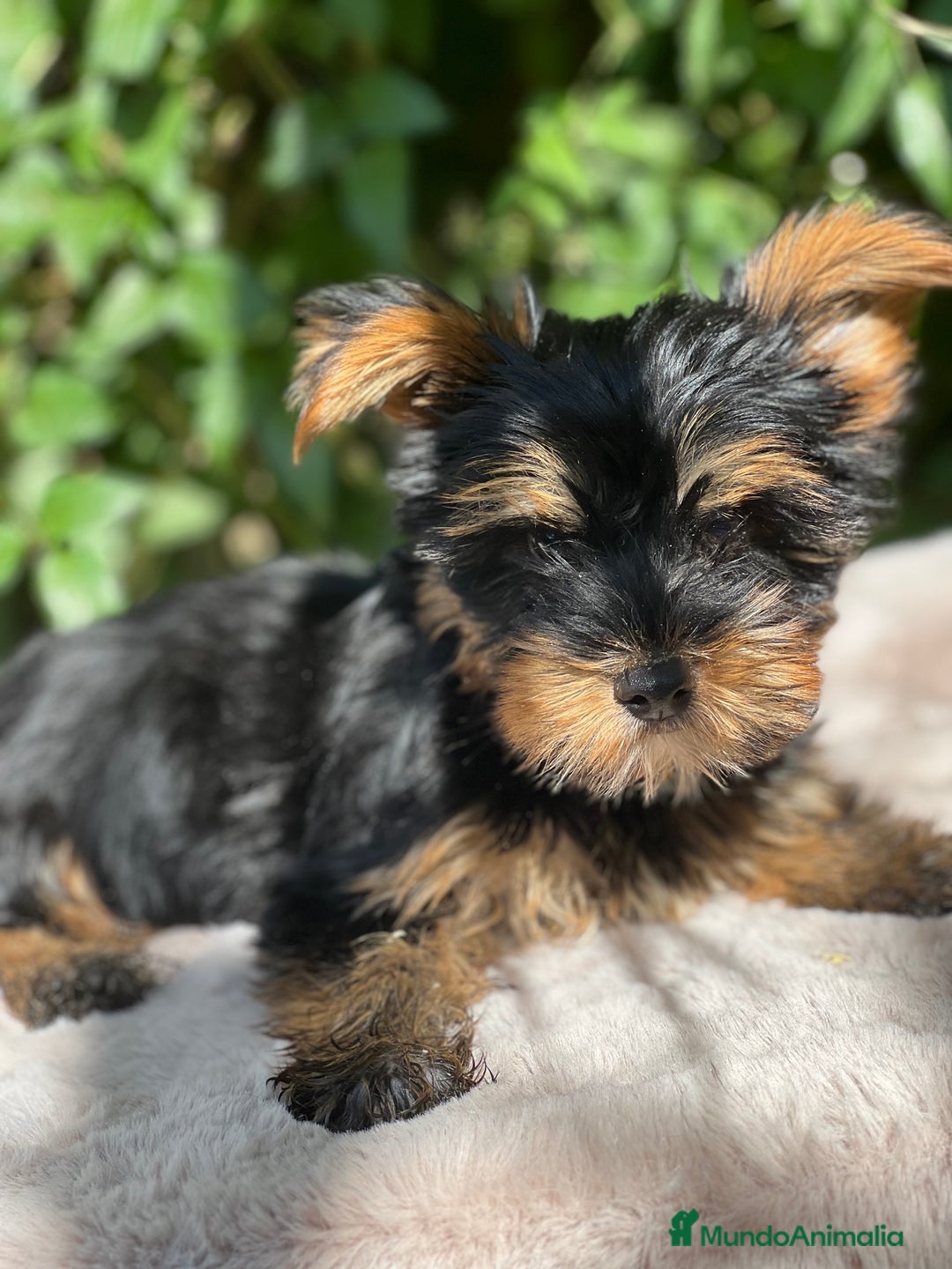 Yorkshire Terrier perros en venta: Yorkshire Toy  - Imagen 4