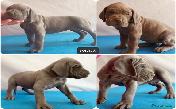 Dogo Alemán perros Dogo Alemán Azul – Hembras - Anuncio 1