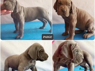 Dogo Alemán perros Dogo Alemán Azul – Hembras - Anuncio 1