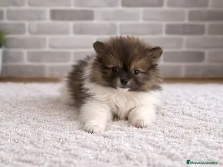 Pomerania perros Pomerañia toy - Anuncio 3