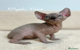 Sphynx gatos en venta: Sphynx - Imagen 5