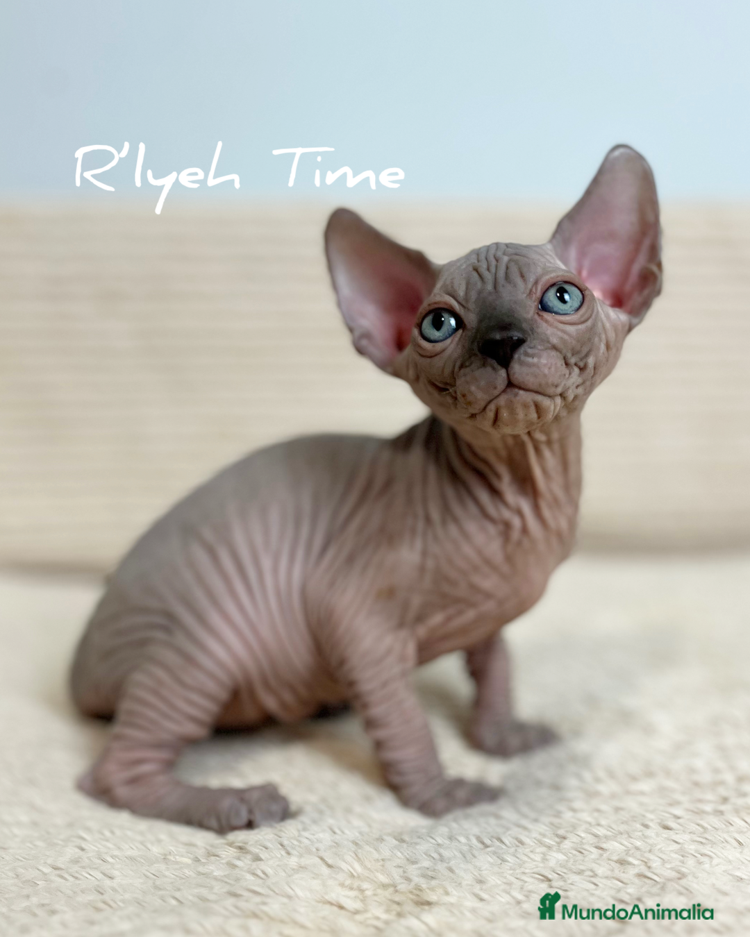 Sphynx gatos en venta: Sphynx - Imagen 5