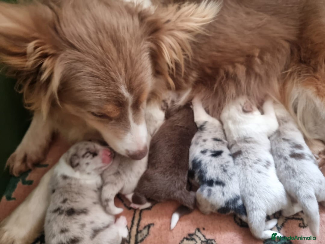 Border Collie perros en venta: cachorro rojo mirlo de Border Collie - Imagen 15