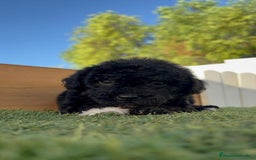 Perro de Agua Español perros en venta: PERRO DE AGUA HEMBRA - Imagen 2