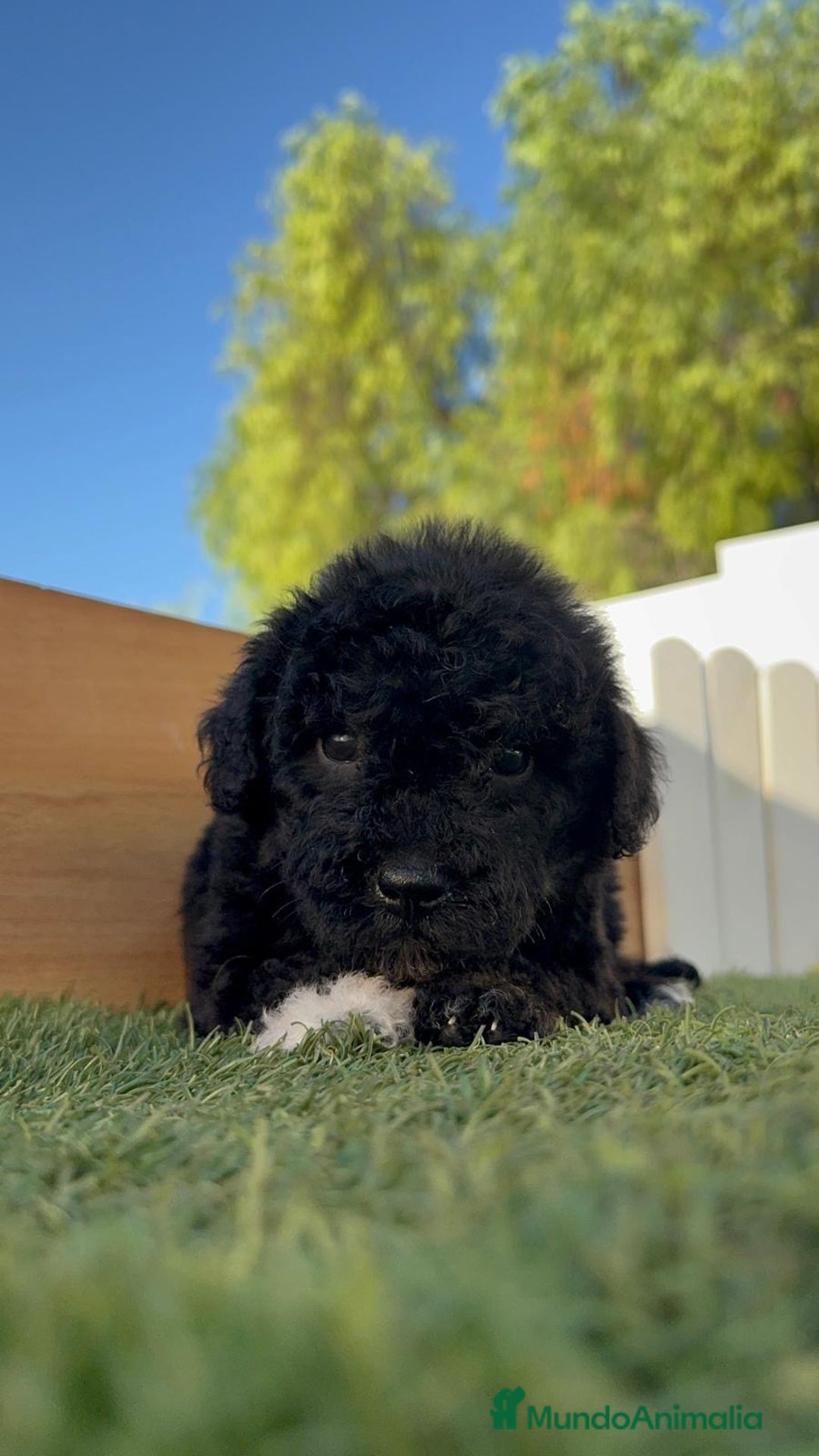 Perro de Agua Español perros en venta: PERRO DE AGUA HEMBRA - Imagen 2