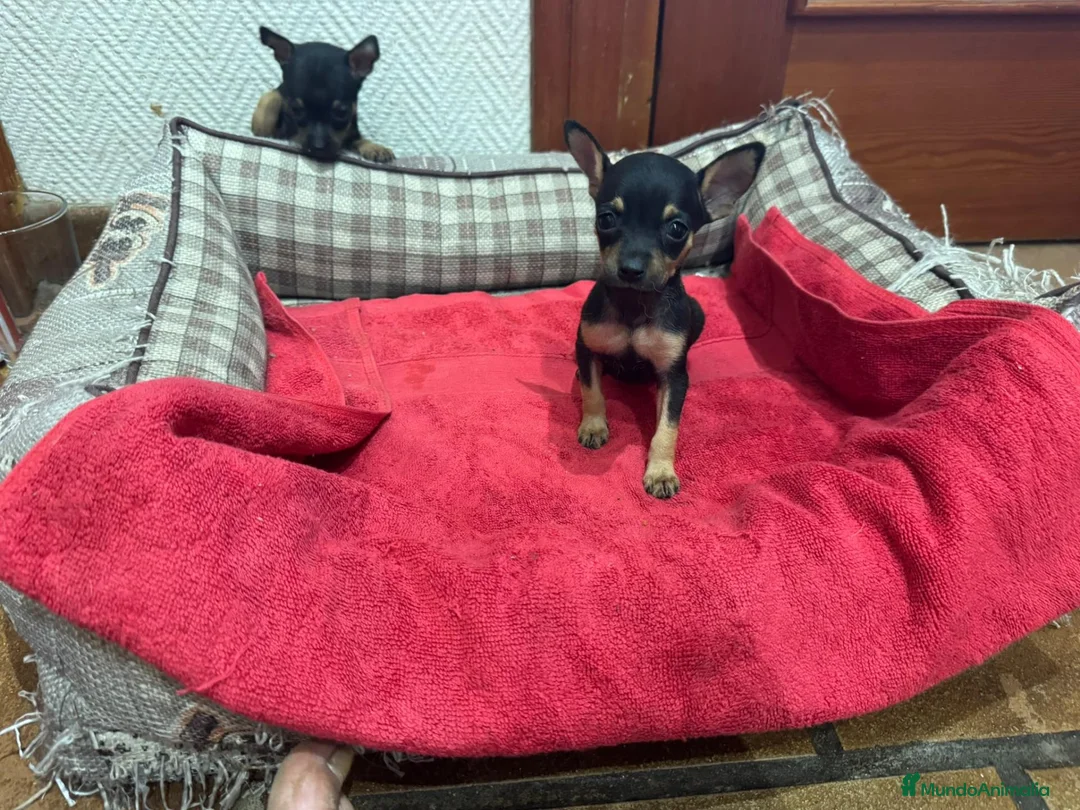 Ratón de Praga perros en venta: Ratón de Praga  - Anuncio 2