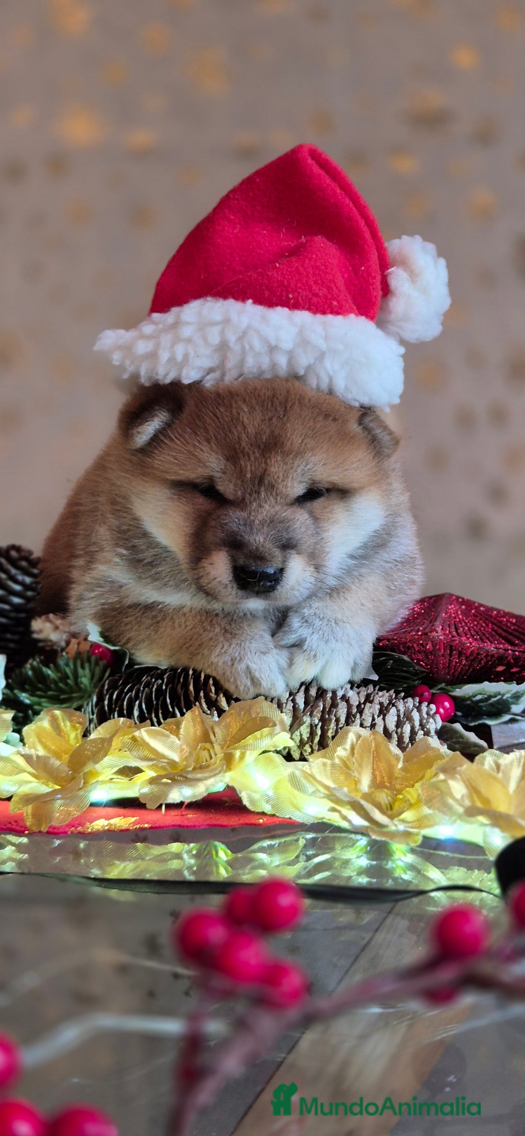 Shiba Inu perros en venta: Shiba Inu - Anuncio 5