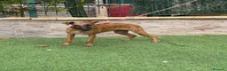 Whippet perros en venta: Galgo whippet  - Anuncio 3