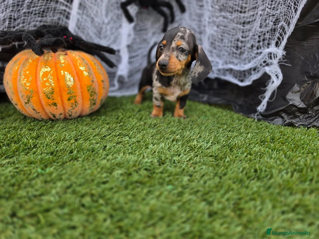 Teckel Miniatura perros en venta: TECKEL MINI & KANNICHEN - Anuncio 4