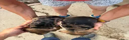 Teckel Miniatura perros en venta: Teckel miniatura merles choco - Anuncio 2