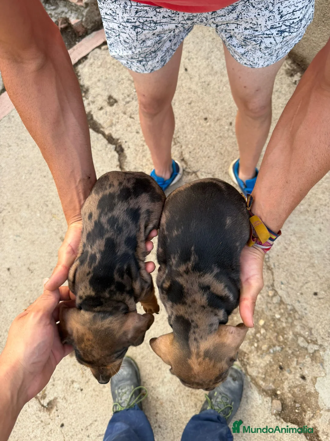 Teckel Miniatura perros en venta: Teckel miniatura merles choco - Anuncio 2