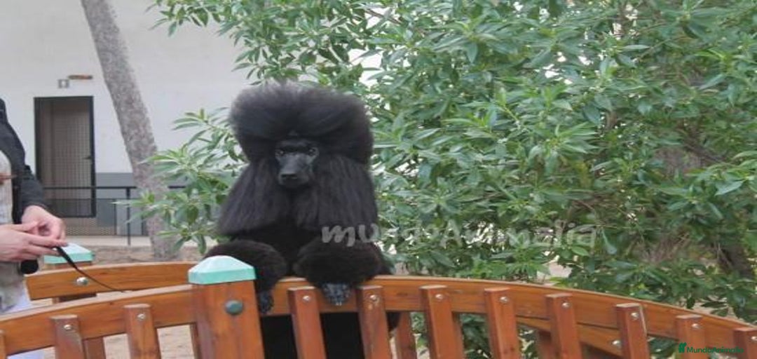 Imagen de galería {{count}}