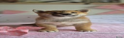 Shiba Inu perros en venta: Shiba inu hembra - Anuncio 3