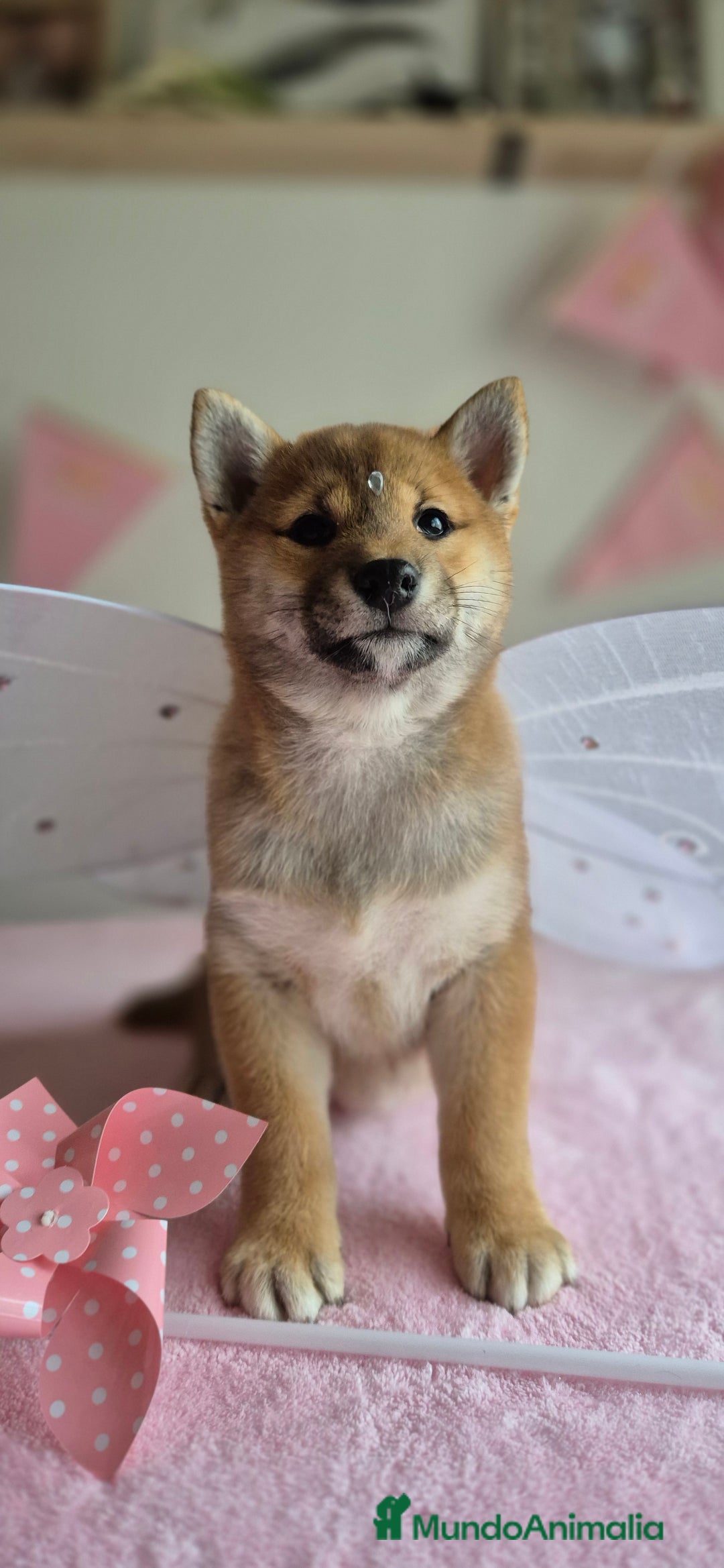 Shiba Inu perros en venta: Shiba inu hembra - Anuncio 3