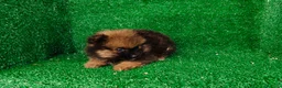 Pomerania perros en venta: Pomerania  - Anuncio 1