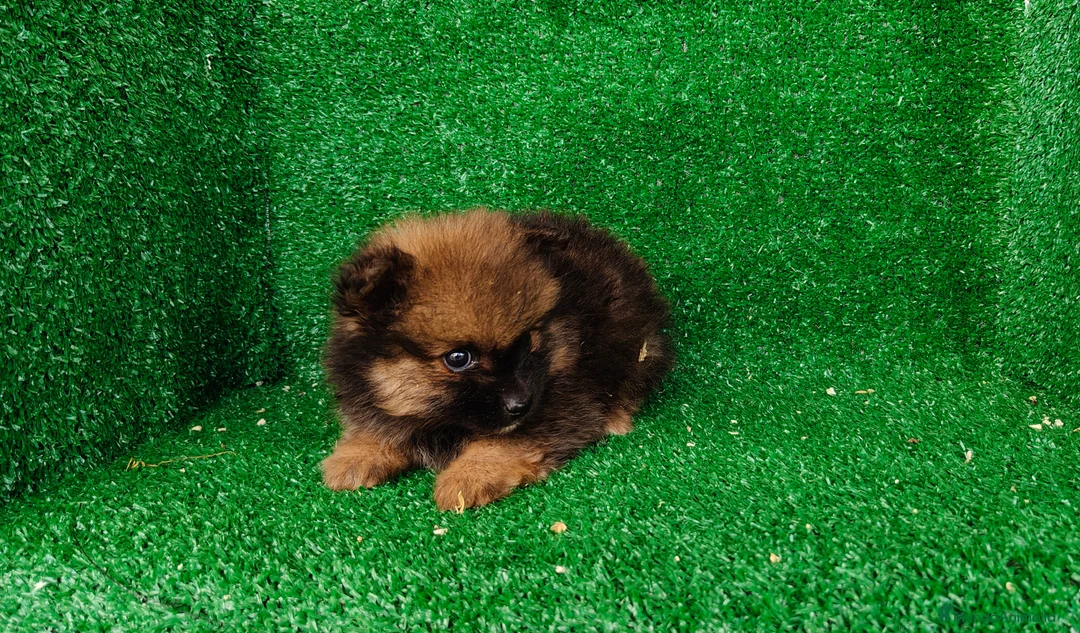 Pomerania perros en venta: Pomerania  - Anuncio 1