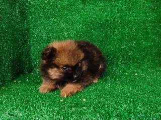 Pomerania perros Pomerania - Anuncio 2