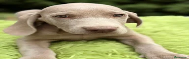 Weimaraner Cachorro 2