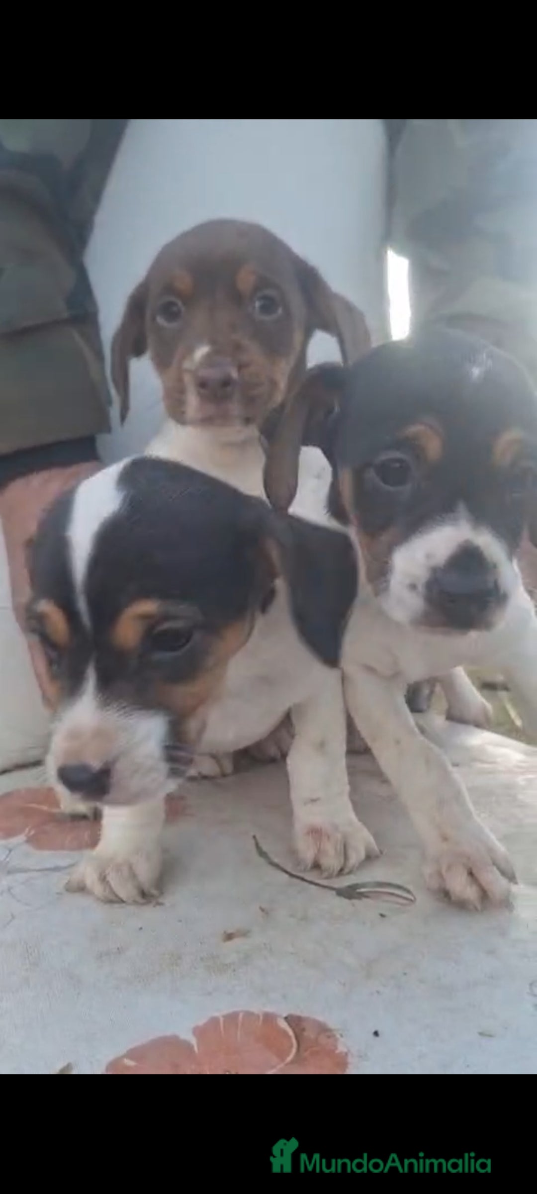 Jack Russell Terrier perros en venta: Jack Russell  - Anuncio 3